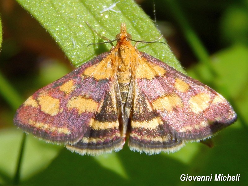 Pyrausta purpuralis